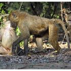 Paviane am Morgen _4_ Samburu Nationalpark