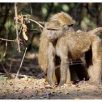 Paviane am Morgen_1 _ Samburu Nationalpark