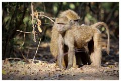 Paviane am Morgen_1 _ Samburu Nationalpark