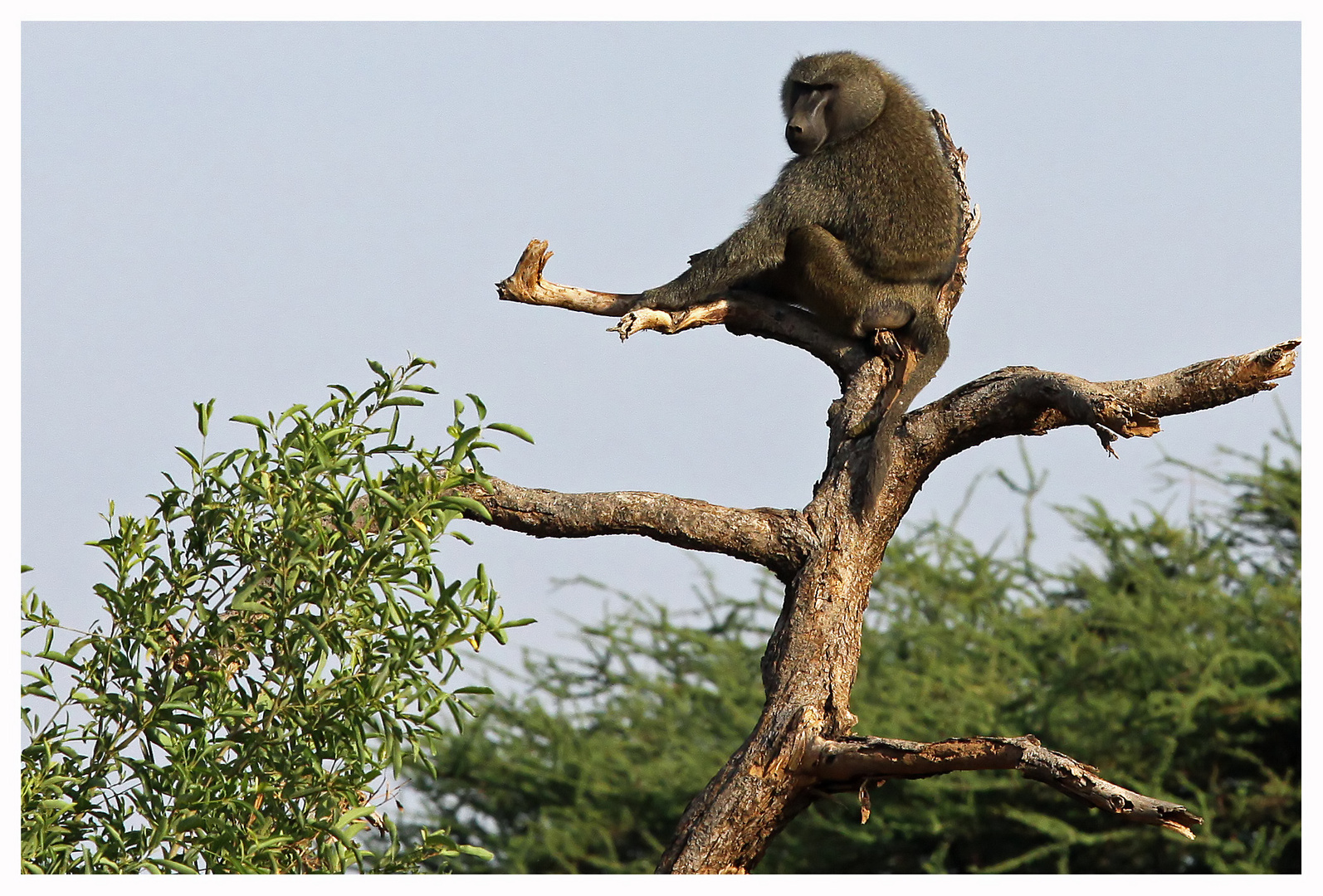 Paviane am Morgen_2 _ Samburu Nationalpark