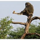 Paviane am Morgen_2 _ Samburu Nationalpark