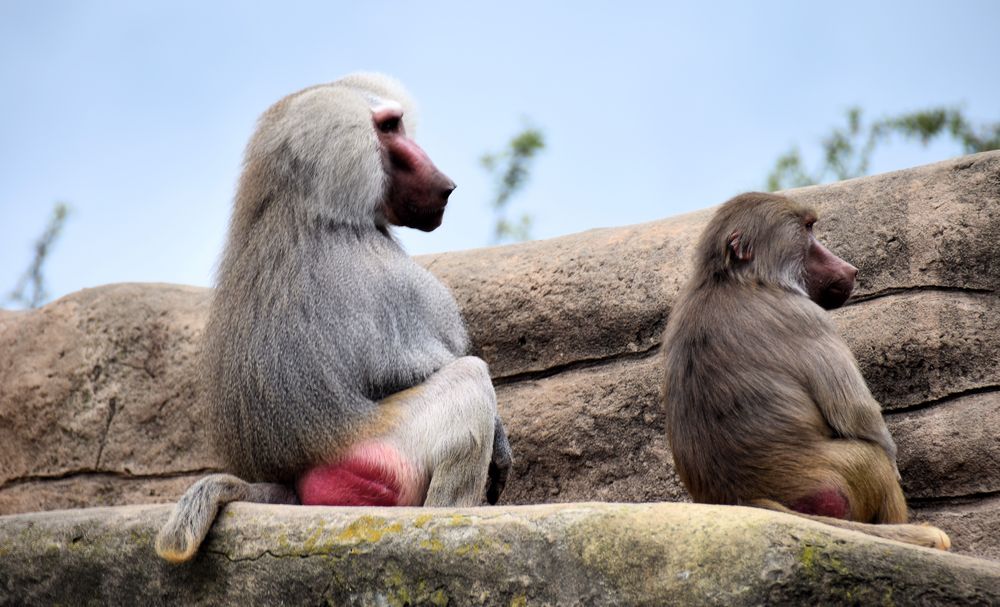 Paviane auf der Affeninsel im Kölner Zoo