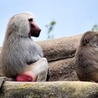 Paviane auf der Affeninsel im Kölner Zoo