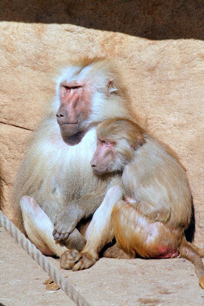 Paviane beim Kuscheln