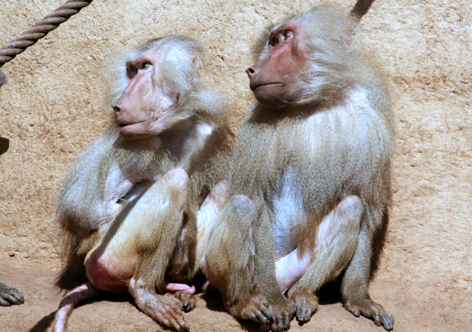 Paviane im Kölner Zoo