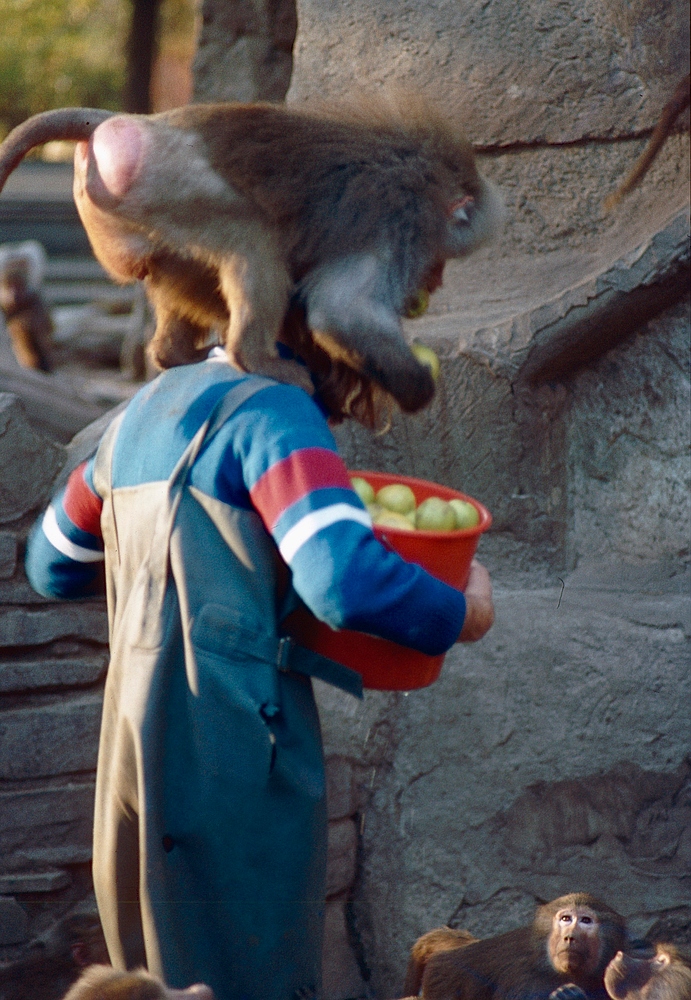 Paviane im Kölner Zoo bei der Fütterung (1985)