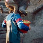 Paviane im Kölner Zoo bei der Fütterung (1985)