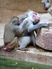 Paviane im Kölner Zoo bei der Körperpflege