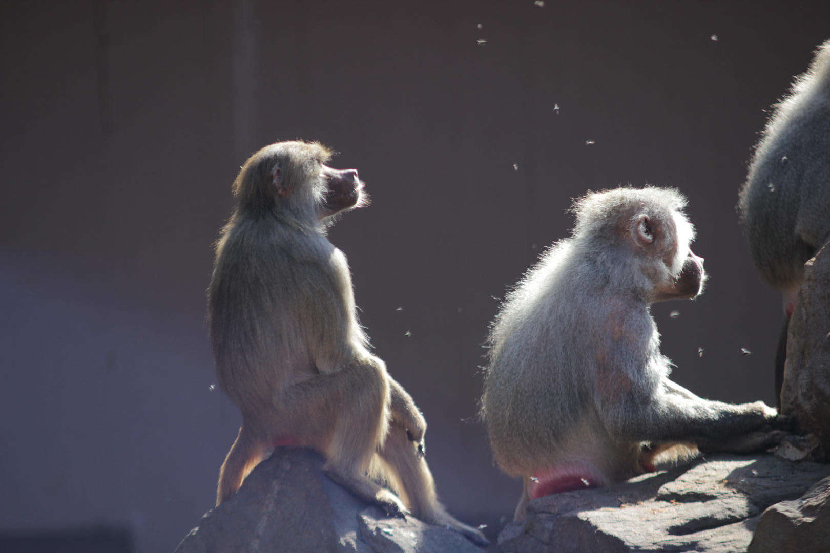 Paviane im Neunkircher Zoo