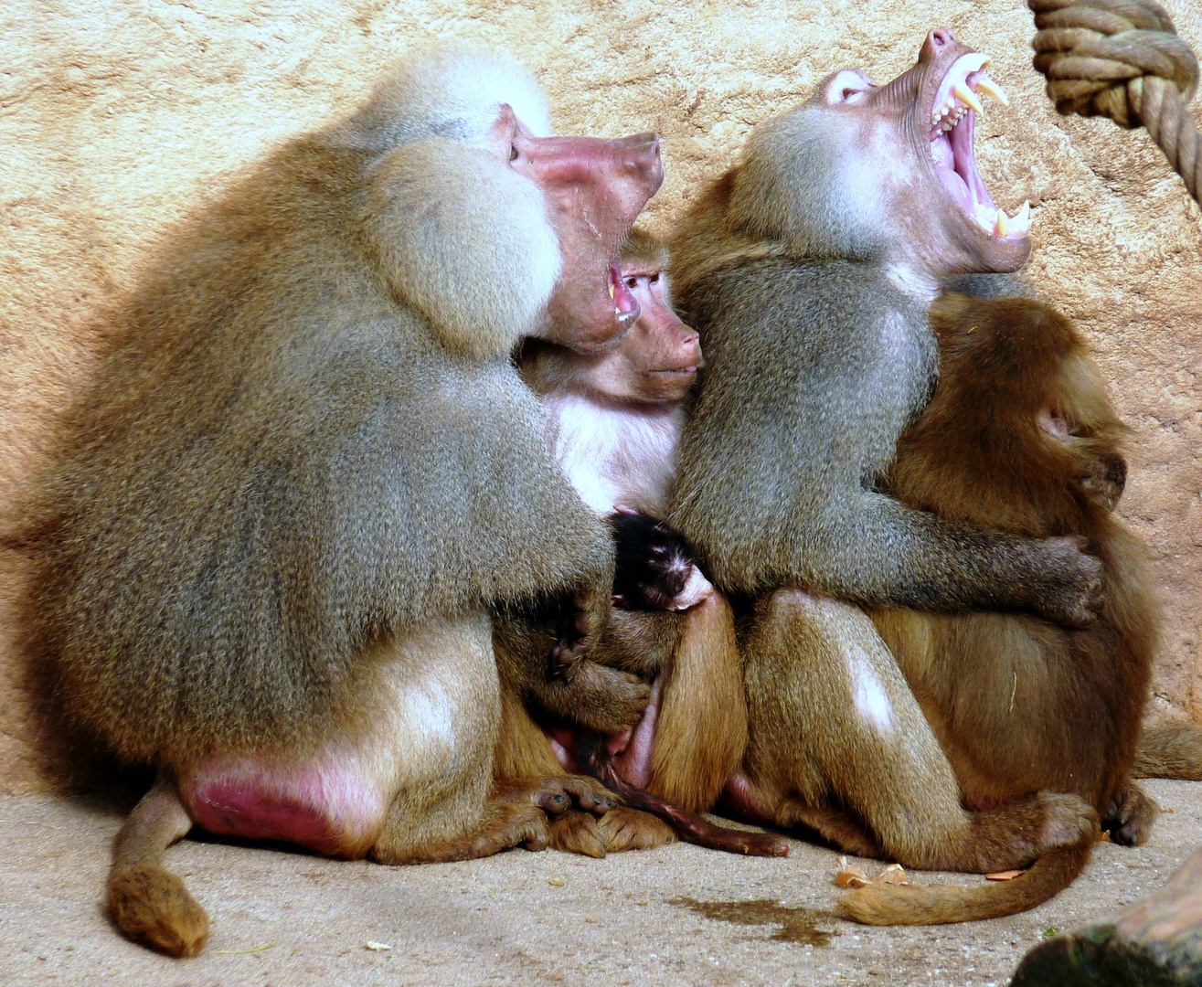 Pavianfamilie im Kölner Zoo (1)