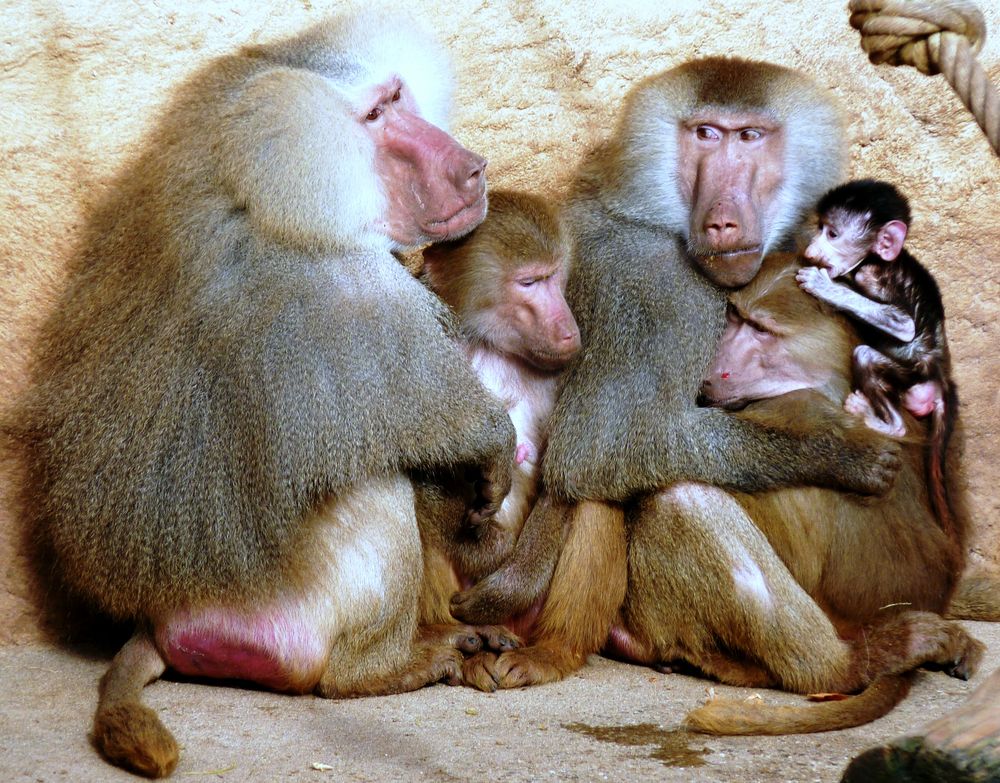 Pavianfamilie im Kölner Zoo (2)