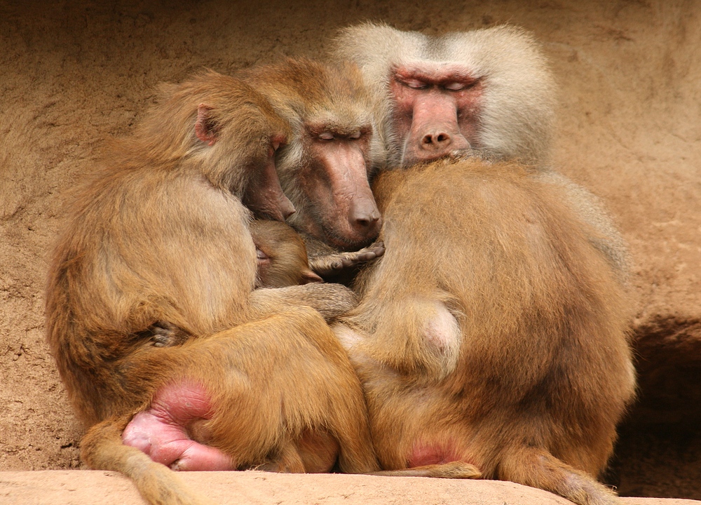 Pavianfamilie im Kölner Zoo beim Mittagsschlaf