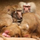 Pavianfamilie im Kölner Zoo beim Mittagsschlaf