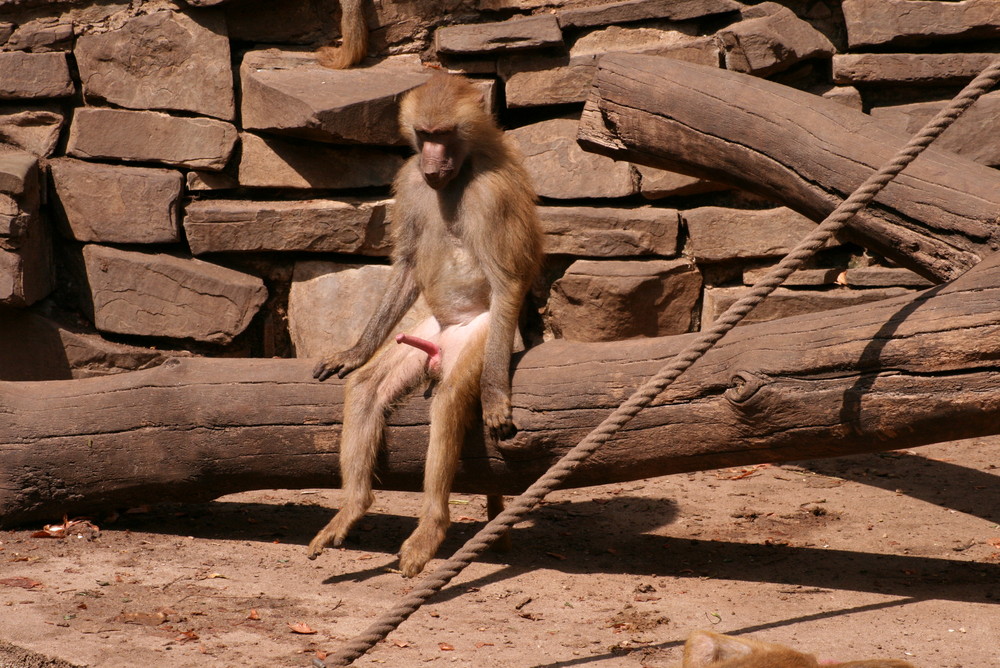 Pavianfelsen im Kölner - Zoo