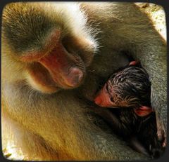 Pavianmama und ihr Neugeborenes