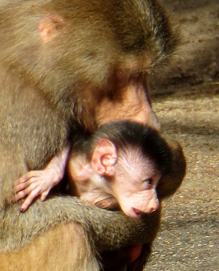 Pavianmutter mit Baby, II