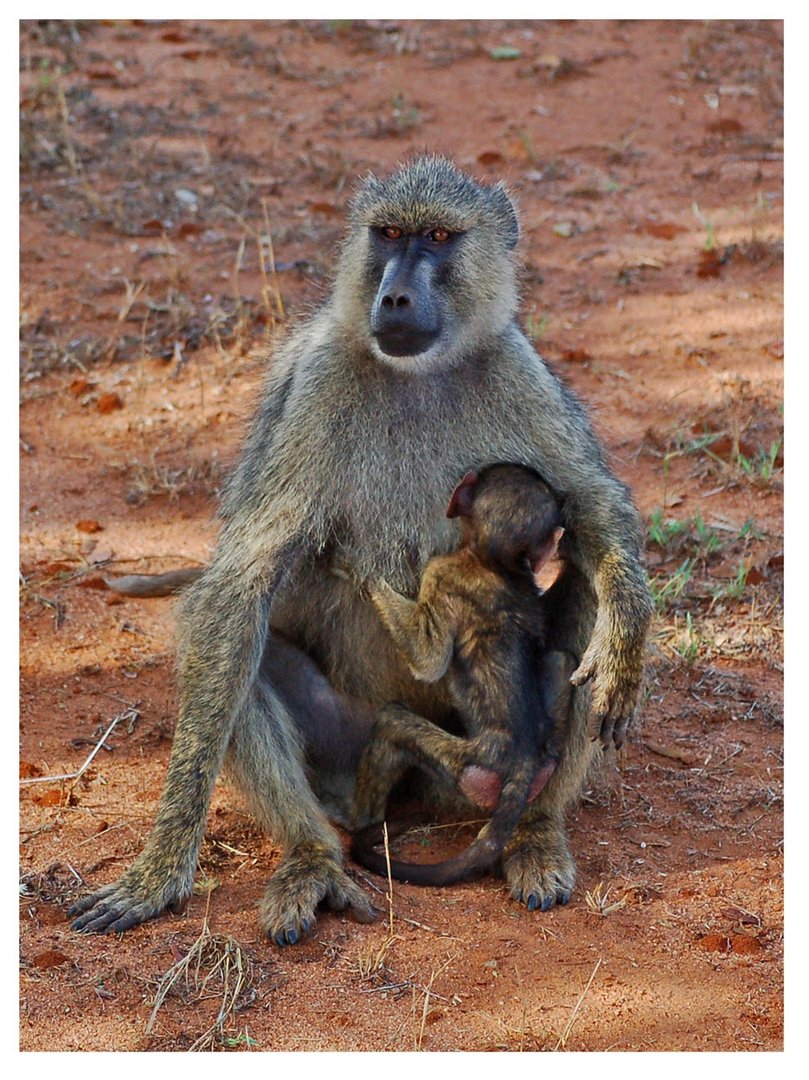 Pavianmutter mit Kind