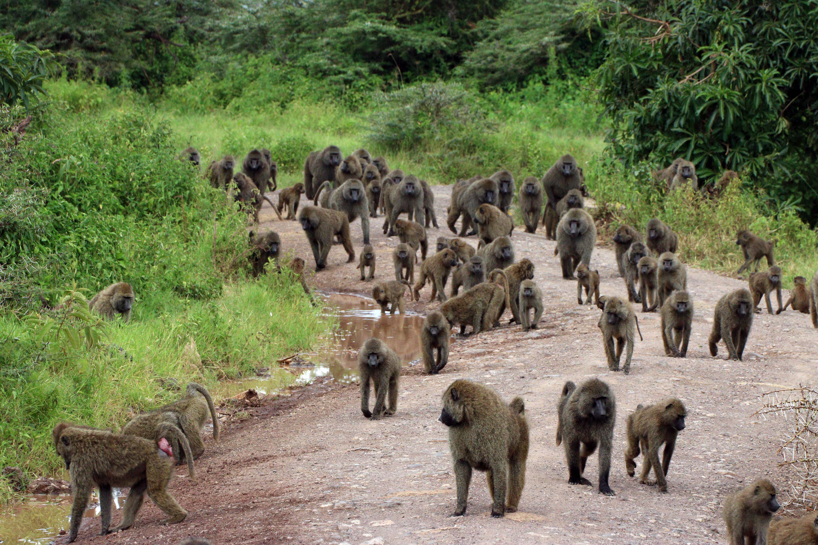 Pavianwanderung im Ngorongoro Krater