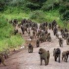 Pavianwanderung im Ngorongoro Krater