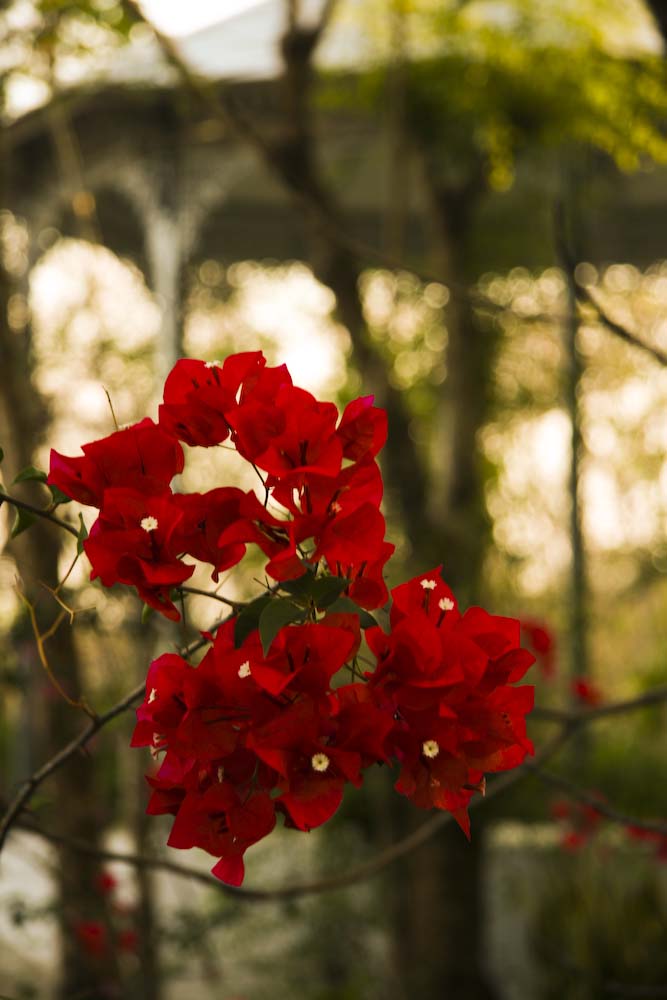 Pavillion Flower