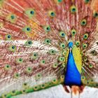 Pavo