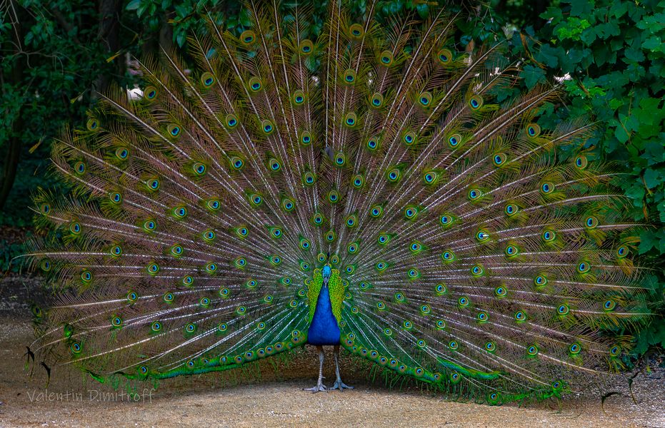 Pavo