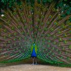 Pavo