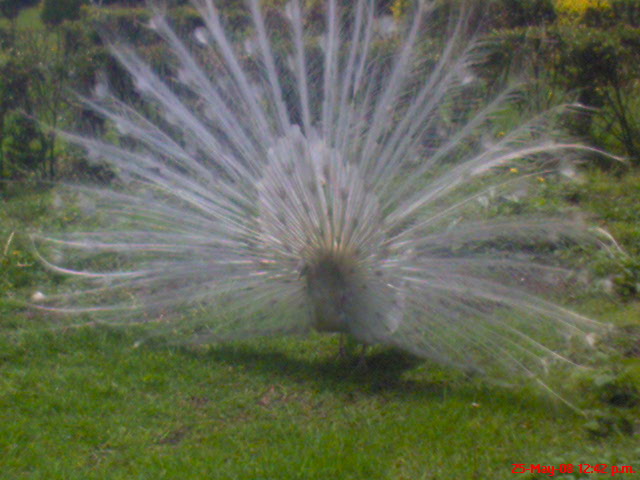 pavo blanco