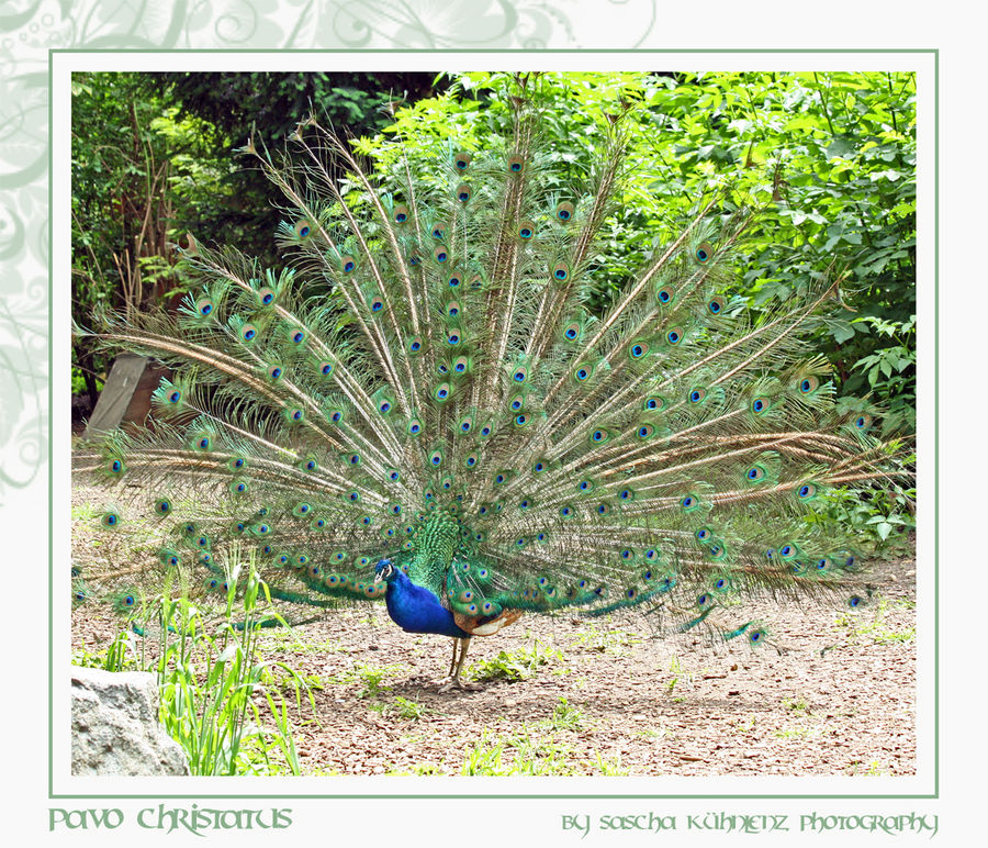 "Pavo christatus"