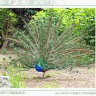 "Pavo christatus"