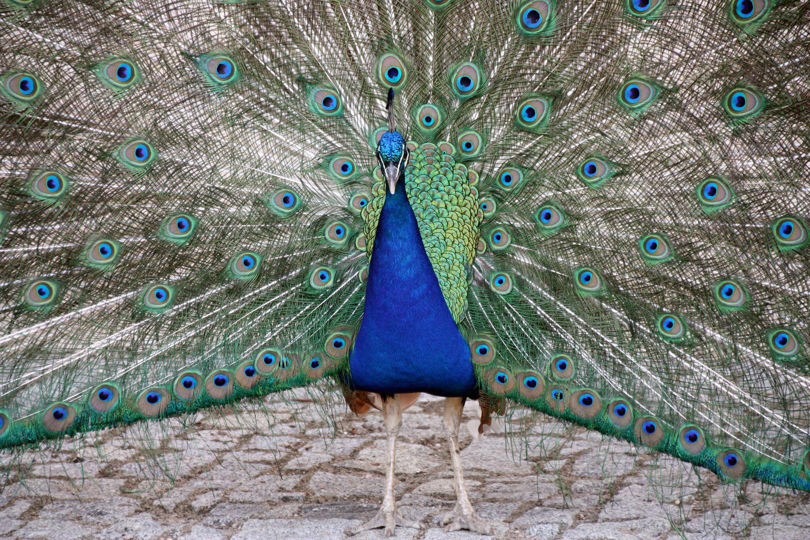 Pavo cristatus