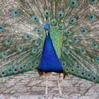 Pavo cristatus