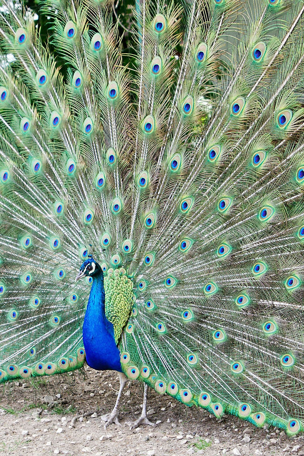 Pavo cristatus