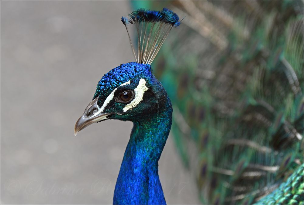 Pavo cristatus