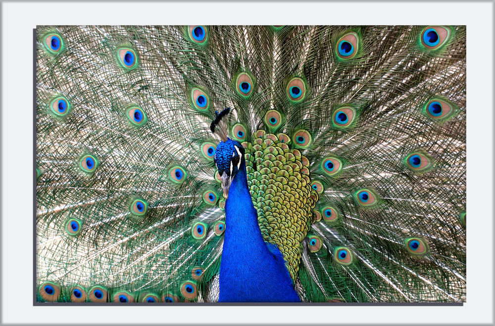 Pavo Cristatus