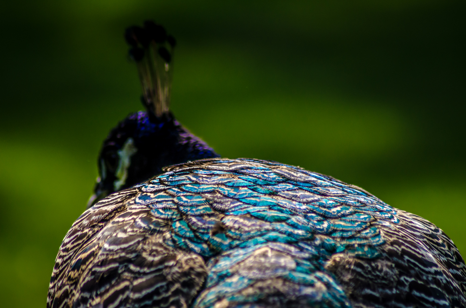 Pavo cristatus