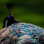 Pavo cristatus