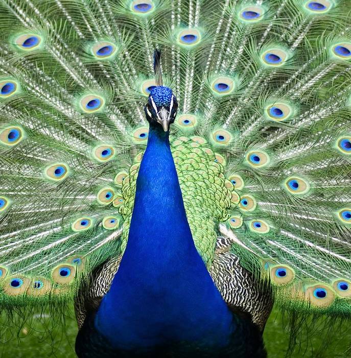 Pavo cristatus