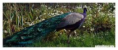 Pavo cristatus - Blauer Pfau