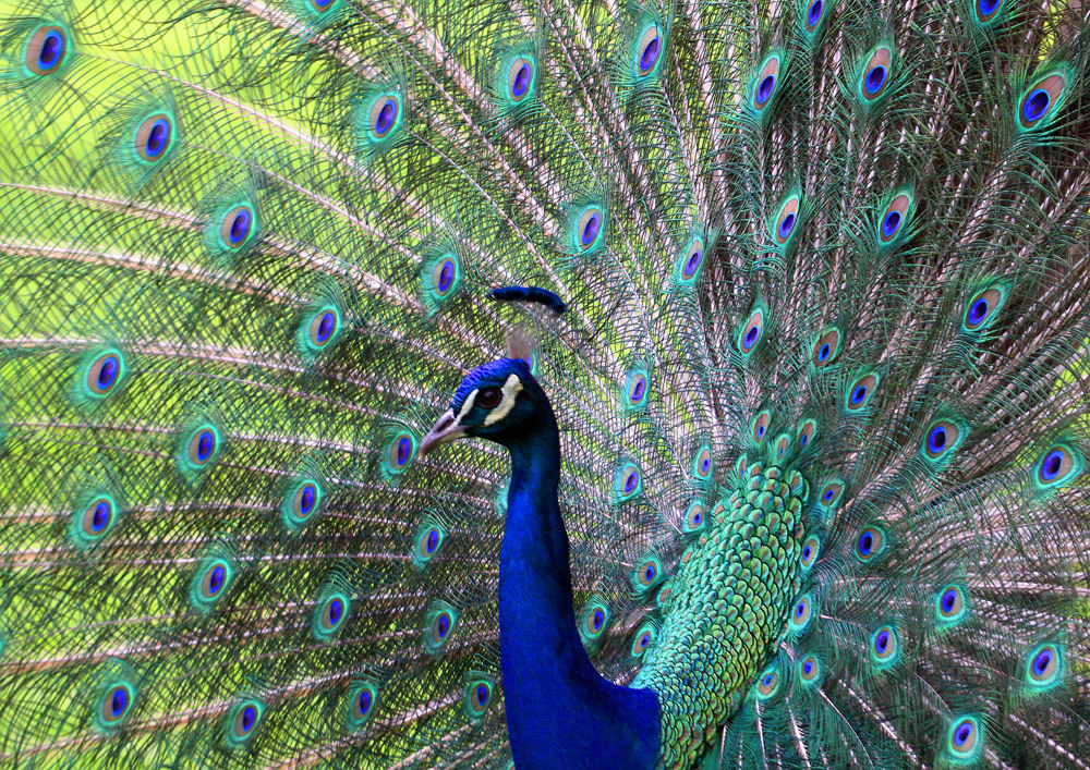 Pavo cristatus-Blauer Pfau-Tel Aviv-Uni-Zoo