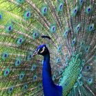 Pavo cristatus-Blauer Pfau-Tel Aviv-Uni-Zoo