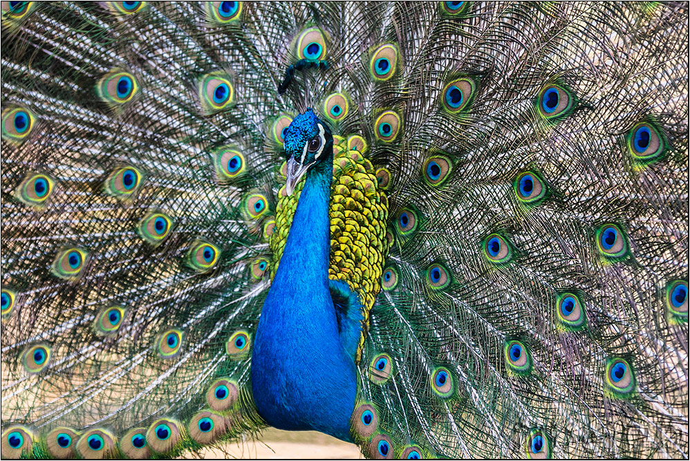 Pavo cristatus