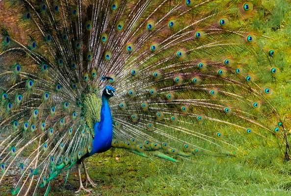 Pavo cristatus (der blaue Pfau)