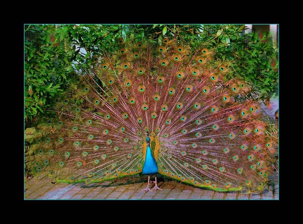 Pavo cristatus