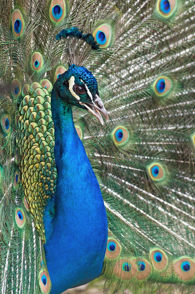 Pavo cristatus