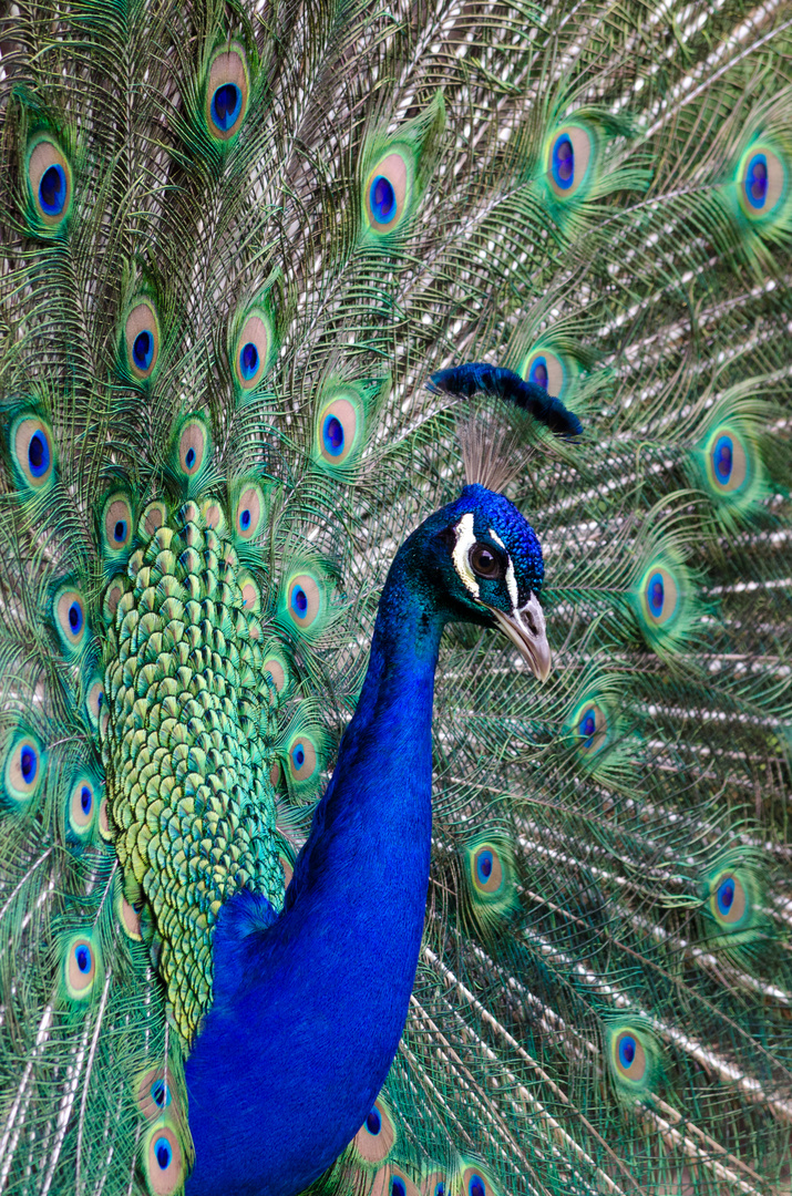 Pavo Cristatus