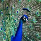 Pavo Cristatus