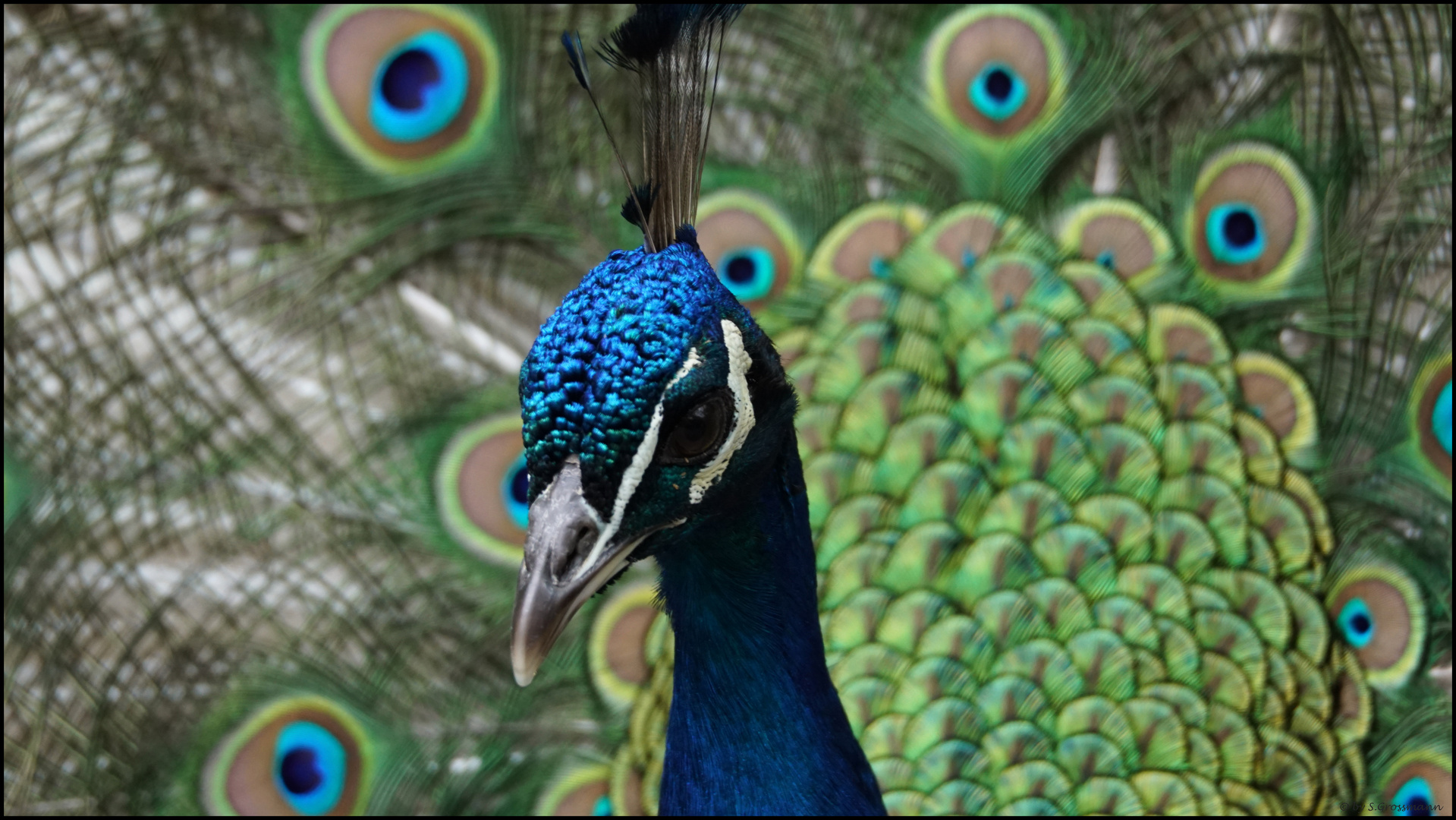 PAVO CRISTATUS