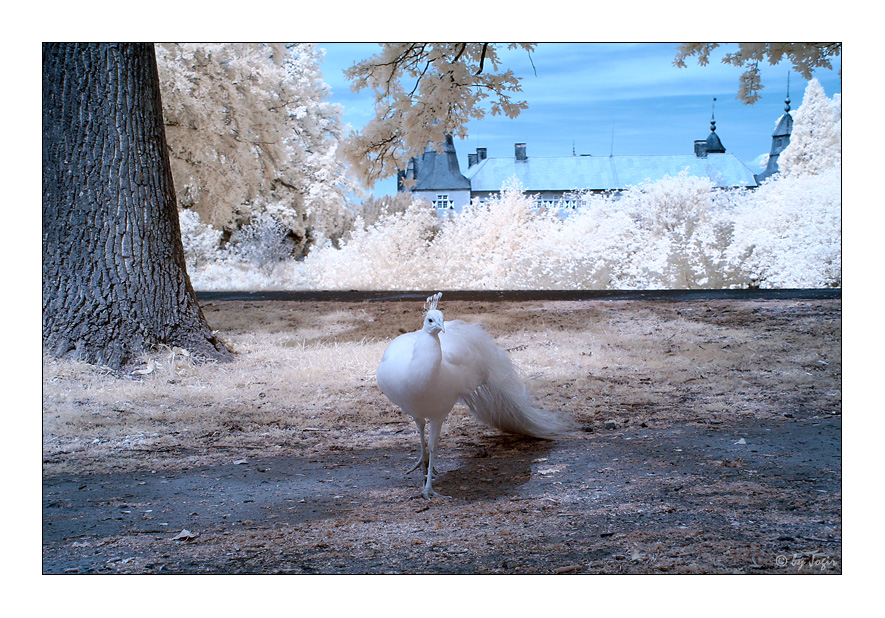 Pavo cristatus mut. alba