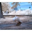 Pavo cristatus mut. alba